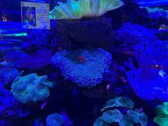 -上和臻品中国菜(花园街店)