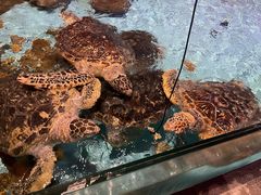 -波塞冬海底世界