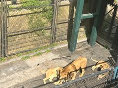 -大连森林动物园