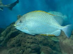-上海海洋水族馆