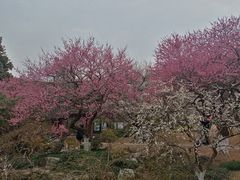 -杭州植物园