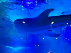 -烟台海昌鲸鲨海洋公园