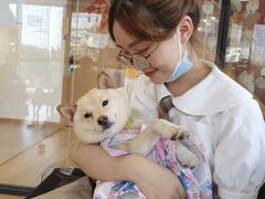 -南京Hallo宠物乐园·哈罗犬舍·柴犬繁育基地