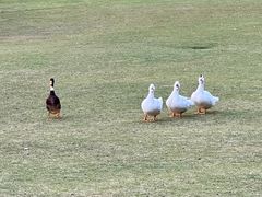-黄兴公园