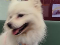 -顺强宠物诊所·狂犬免疫·夜诊·骨科(嘉定店)