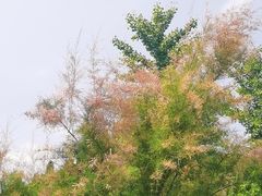 -北坞公园