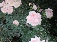 -人民公园(罗湖区)