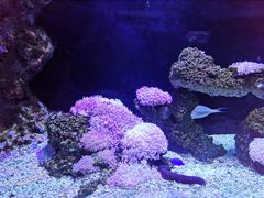 -暹罗海洋世界
