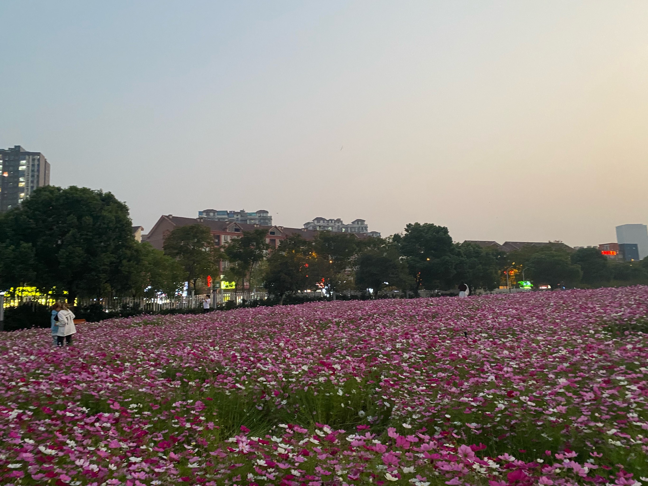 琅岐花海公园图片