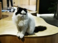 -more than meow吴止猫主题餐厅(承德 中船汇店)