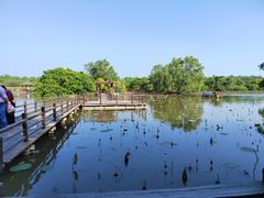 -大湾区中央湿地公园