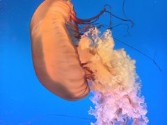 -太平洋海底世界