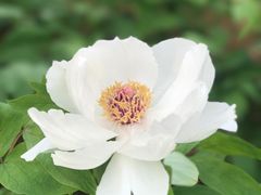 -竹吟山房