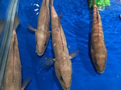 -盒马鲜生(莱蒙都会店)