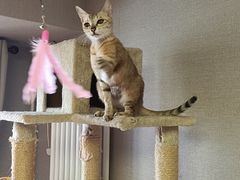 -中农国际动物医院24小时·猫科·骨科·急重症中心