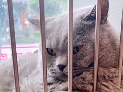 -爱宠屋pet shop·宠物洗澡·宠物美容