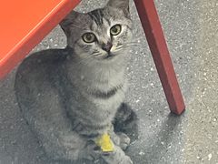 -伟伟宠物医院·瑞派猫友好医院·猫科(光谷店)