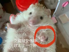 -爱诺耐芙动物医院(万博店)