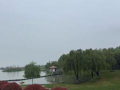-合肥滨湖国家森林公园