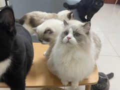 -鼓捣猫呢主题猫咖店