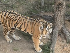 -西霞口神雕山野生动物世界