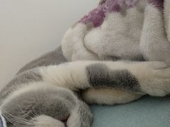 -联合动物医院(光谷诊疗中心)