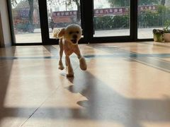 -小叮当动物医院·骨科·眼科