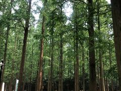 -东平国家森林公园