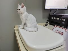 -伟伟宠物医院·瑞派猫友好医院·猫科(光谷店)