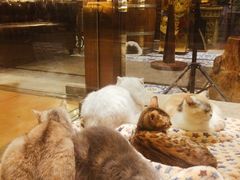 -more than meow吴止猫主题餐厅(承德 中船汇店)