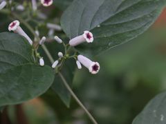 20141006113256_IMG_2741-团城山公园