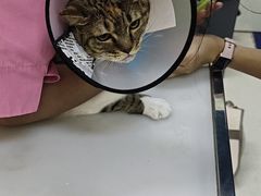 -爱妮康宠物医院·干细胞免疫细胞·肿瘤·心脏(张江店)