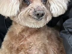 -美联众合动物医院·24h转诊中心