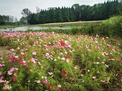 -溱湖国家湿地公园