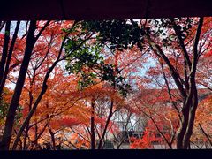 -秋霞圃