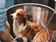 -PETKIT 小佩宠物·低压洗护·美容·寄养(安远店)