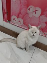 -镁连社·美联社
