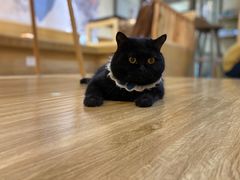 -滚猫咖啡·猫咖·猫友好撸猫(未来城店)