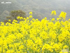 -广州市流溪河国家森林公园