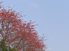 -长洲岛