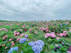 -空港花田景区