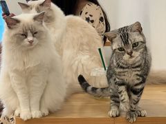 -有喵·猫咖·狗咖·30几只猫10只小狗(岗厦店)