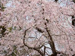 -醍醐寺