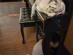 -猫岛主趣味餐厅(鼓浪屿店)