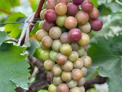 -马陆小张葡萄园农家乐