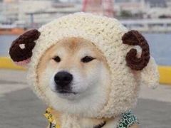 -志龙皇冠吃货椰子铺