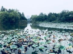 -新江湾城公园