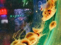 -太平洋海底世界博览馆·展览厅
