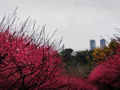 -重庆彩云湖湿地公园