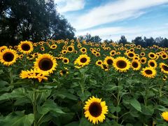 -长白岛森林公园